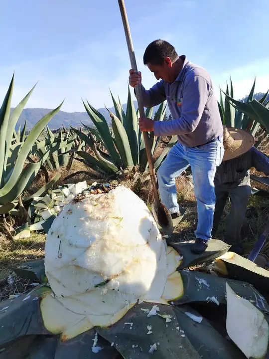 Raspado tradicional del maguey para obtener aguamiel